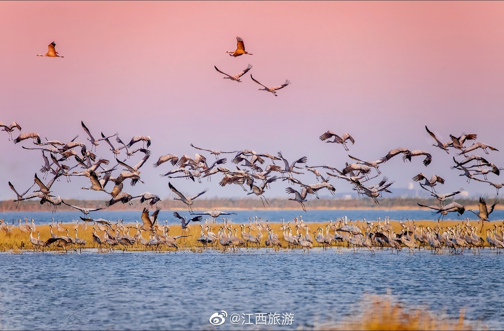 候鸟南归鄱阳湖这个冬季去鄱阳湖观鸟吧