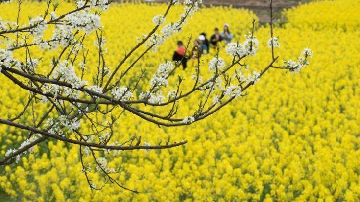 赏春却被疼痛“绊住”脚，是时候定制矫正鞋垫来干预啦！