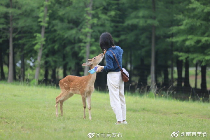 "深林见鹿踪" 明起,可以去明孝陵喂梅花鹿了
