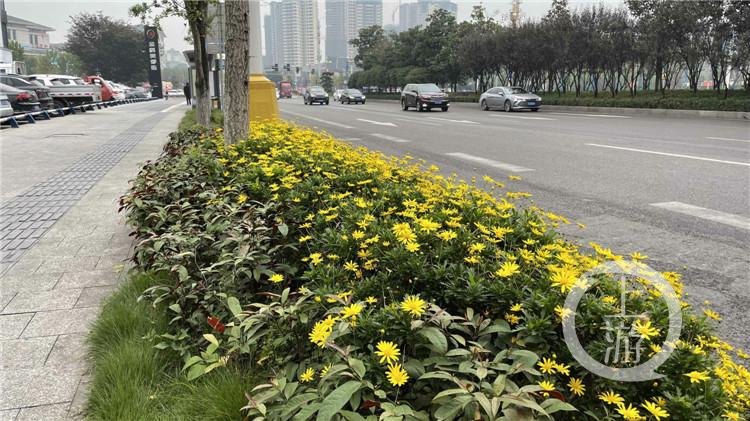 发现重庆之美丨为植物“焕颜”“理发” 江津街头绿地提质“花样”多休闲区蓝鸢梦想 - Www.slyday.coM 发现重庆之美丨为植物“焕颜”“理发” 江津街头绿地提质“花样”多休闲区蓝鸢梦想 - Www.slyday.coM