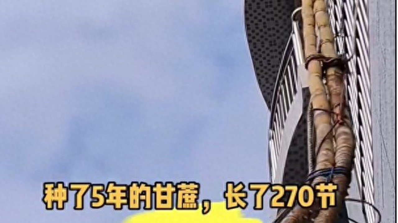 广西的几棵甘蔗火了，种了5年，长出270节，网友：姚明也种不出吧