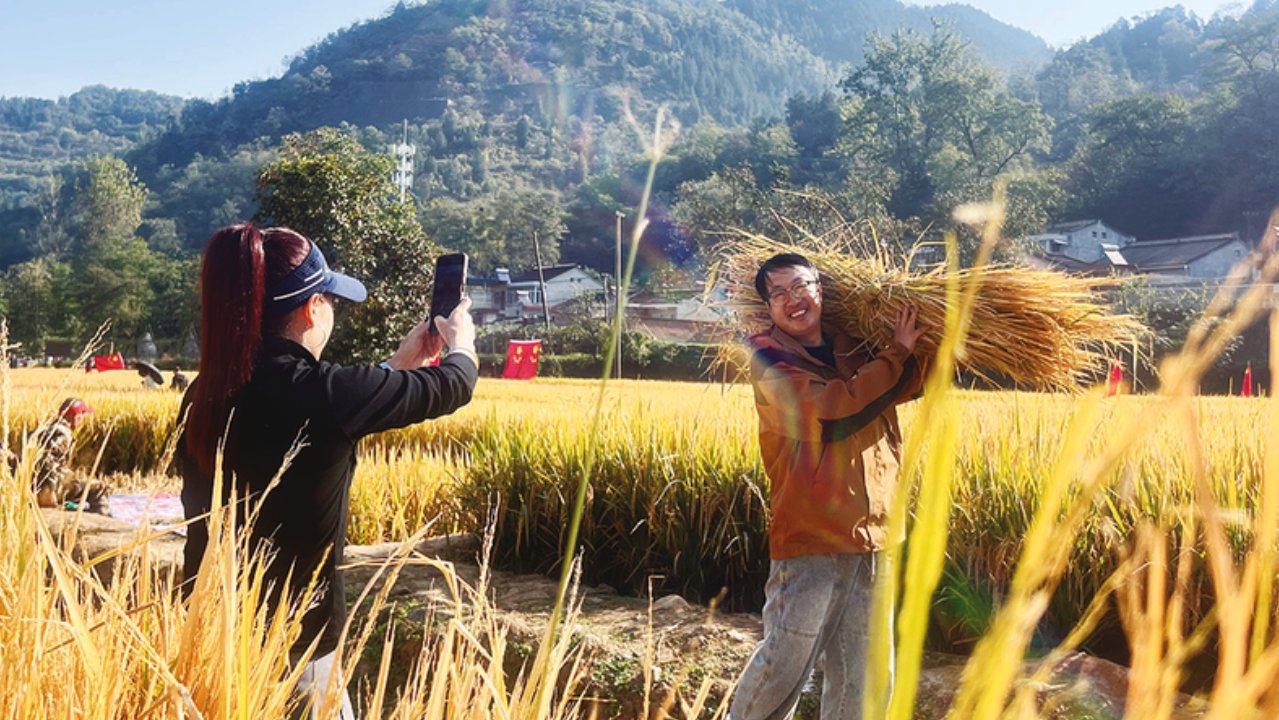 【乡村振兴进行时】渭滨区上川村：乡村旅游添新景 金黄稻田引客来