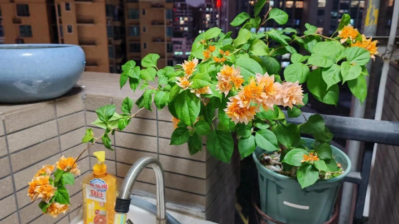 养三角梅20年，总结了7种“懒花品种”，可能养一年也不见一朵花