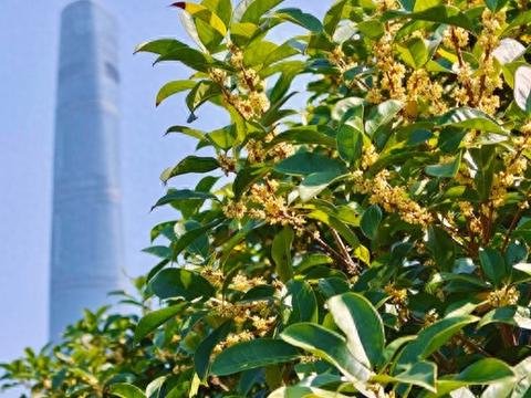 秋色撩人,近期申城大量出现!专家提醒:别摘、别捡、别吃 秋色撩人,近期申城大量出现!专家提醒:别摘、别捡、别吃