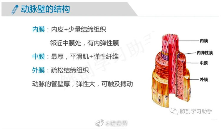 人体解剖学课件血管的分类及结构特点