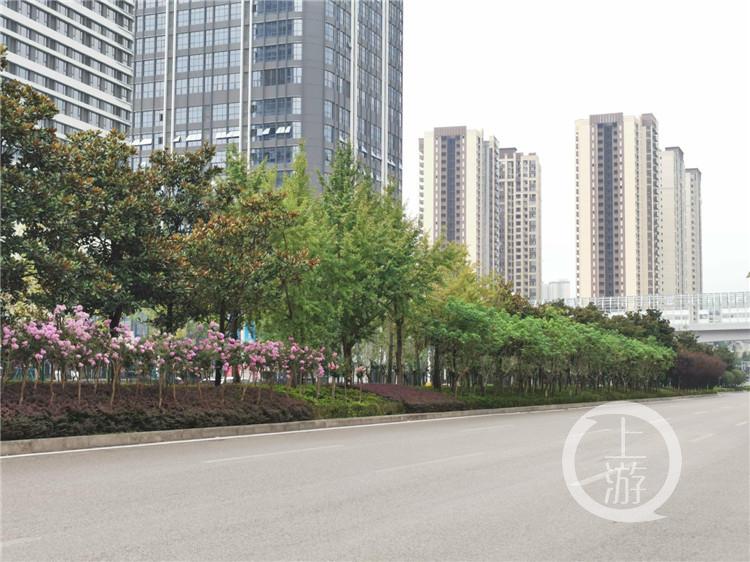 发现重庆之美丨为植物“焕颜”“理发” 江津街头绿地提质“花样”多休闲区蓝鸢梦想 - Www.slyday.coM 发现重庆之美丨为植物“焕颜”“理发” 江津街头绿地提质“花样”多休闲区蓝鸢梦想 - Www.slyday.coM