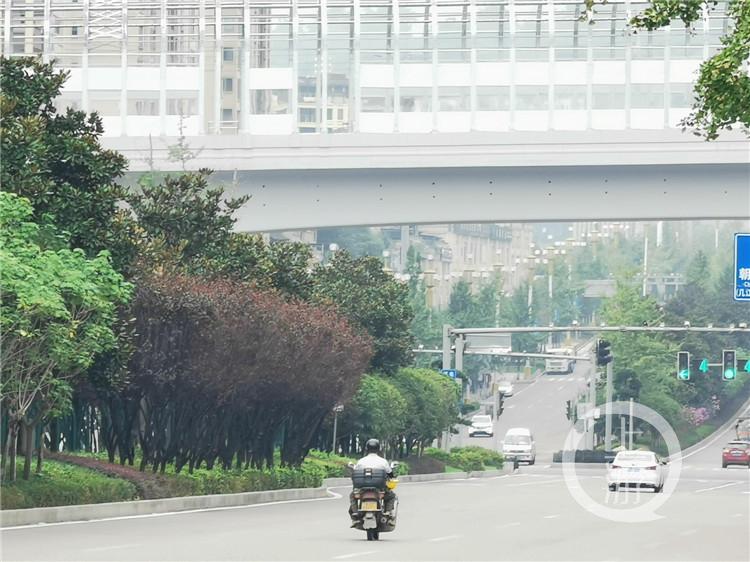 发现重庆之美丨为植物“焕颜”“理发” 江津街头绿地提质“花样”多休闲区蓝鸢梦想 - Www.slyday.coM 发现重庆之美丨为植物“焕颜”“理发” 江津街头绿地提质“花样”多休闲区蓝鸢梦想 - Www.slyday.coM