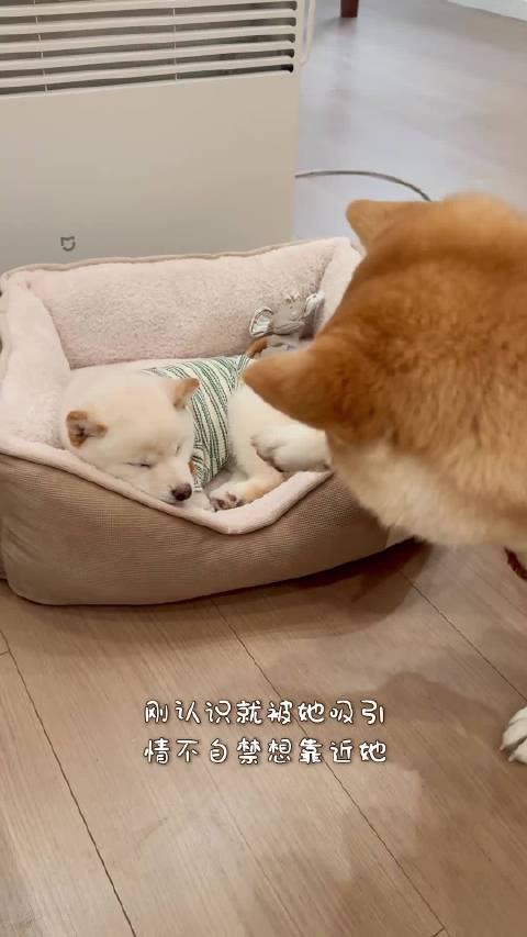 每天都在家上演「东京爱情故事」