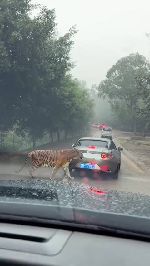 谁都不追就追到我咬，看来大老虎也喜欢Miata