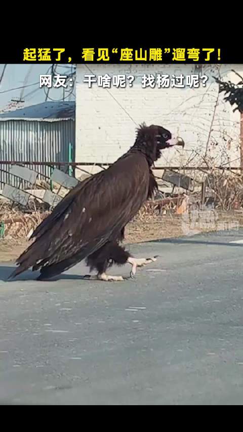 起猛了，看见“座山雕”遛弯了！网友：干啥呢？找杨过呢？
