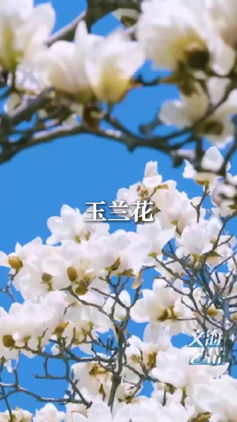 来山东 感受诗词里的春花烂漫