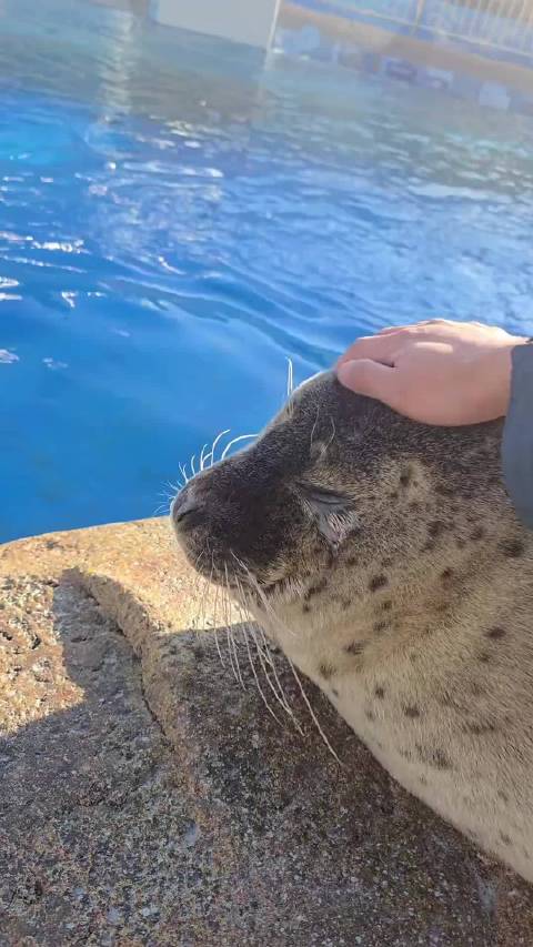 这些可爱的海豹会吃人吗？海豹婷婷讲科普