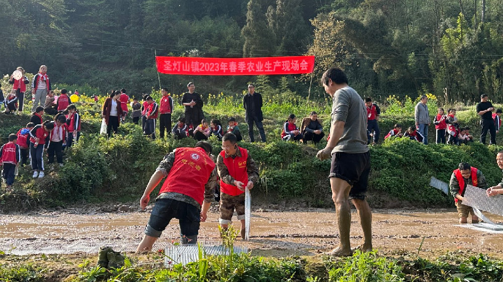 巴南区圣灯山镇：1200亩复垦闲置地全部完成春耕春播