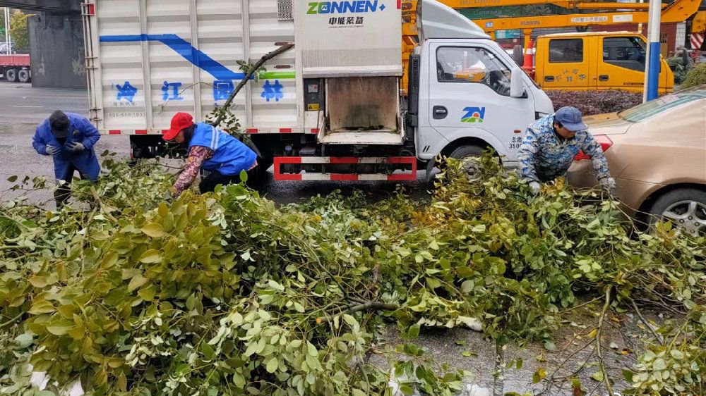 像树枝一样的虫叫什么名字 竹节虫走路方式大揭秘