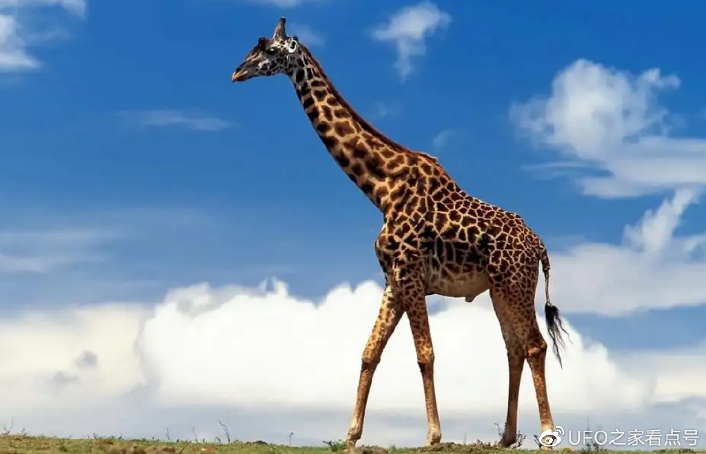 长颈鹿的身高奥秘 它们为什么脖子这么长
