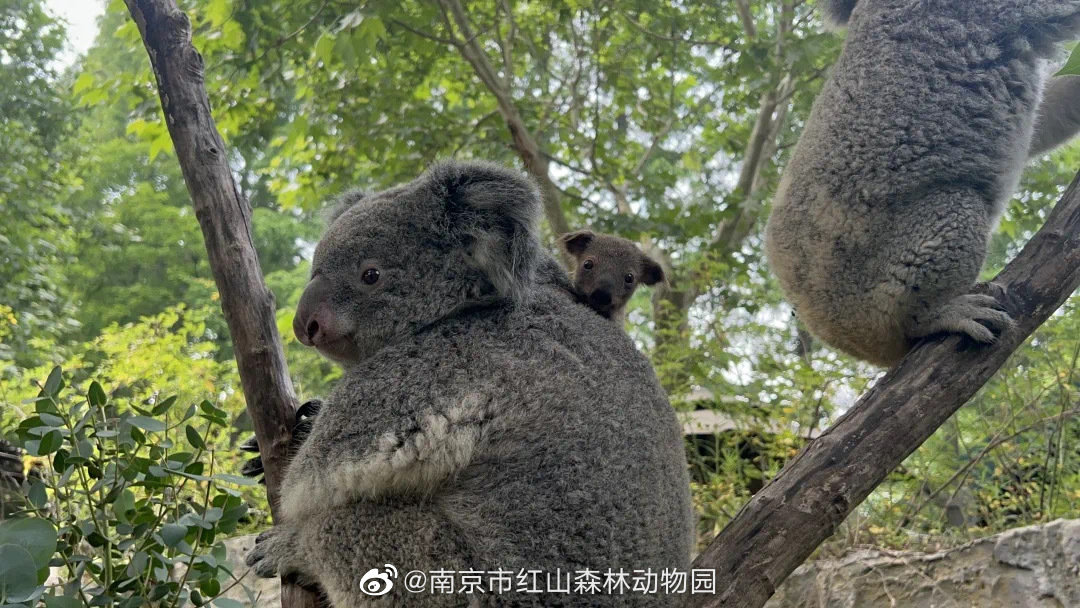 南京红山动物园的小伙伴们和你一起过端午啦