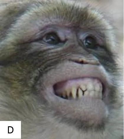 你看那猴子"笑"那么开心,它真的高兴吗?|表情|小鼠|家
