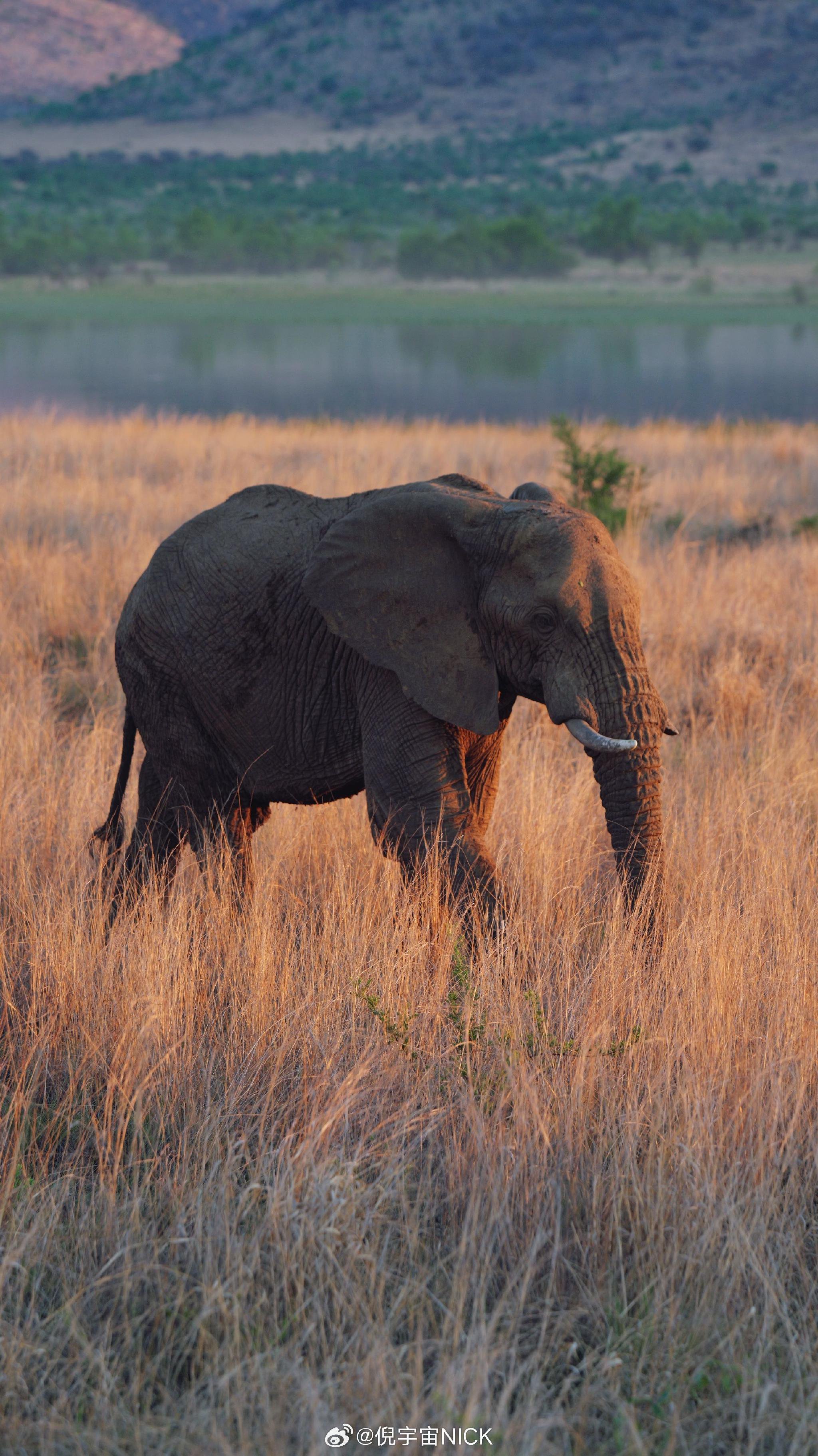 倪萍南非旅行邂逅童年动物世界梦境