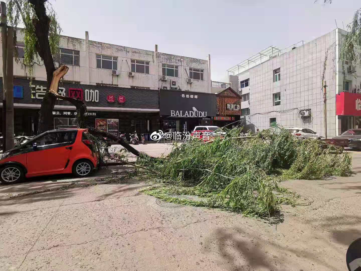 突发 | 哈市狂风暴雨后，大树枝砸坏多辆车！（视频）|黑龙江省_新浪新闻