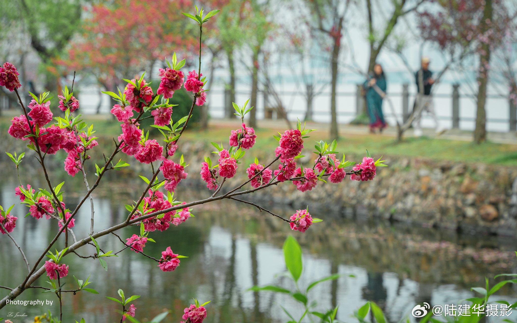 “渔舟逐水爱山春，两岸桃花夹古津”无锡蠡园，溪水岸边的桃花