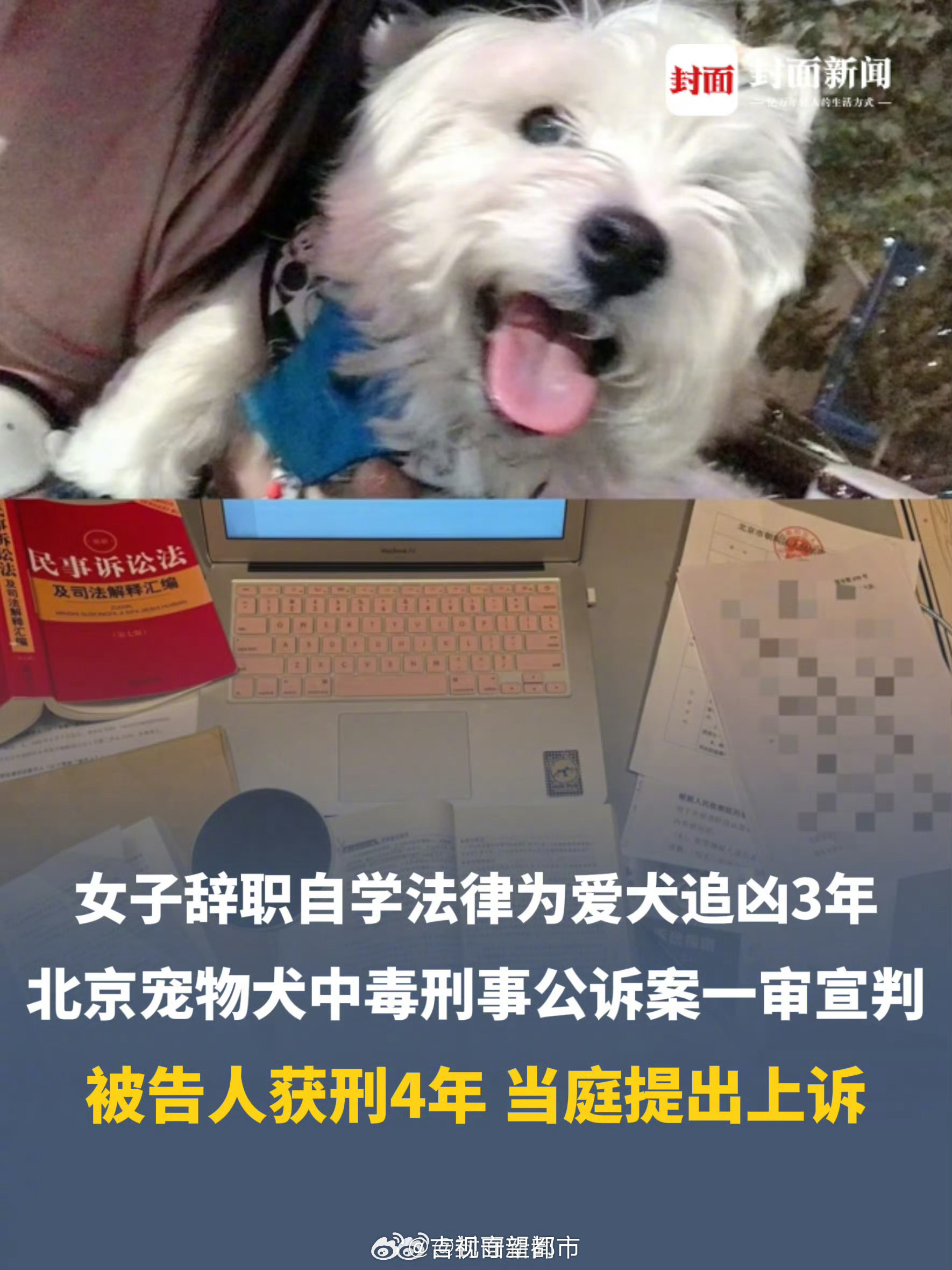 姚晨为宠物中毒案犬主发声 ：Papi妈妈好样的