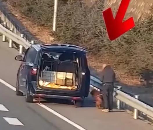 男子高速上怕狗晕车,竟违停占应急车道遛狗,周围车辆纷纷避让休闲区蓝鸢梦想 - Www.slyday.coM 男子高速上怕狗晕车,竟违停占应急车道遛狗,周围车辆纷纷避让休闲区蓝鸢梦想 - Www.slyday.coM