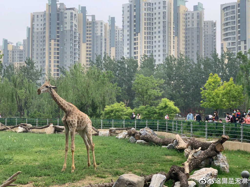 天津动物园这种建在城市之中的,偶尔拍照有现代的高楼作为背景