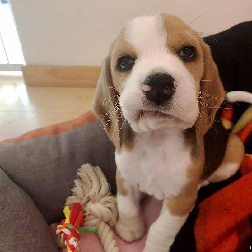比格犬可爱的一天.