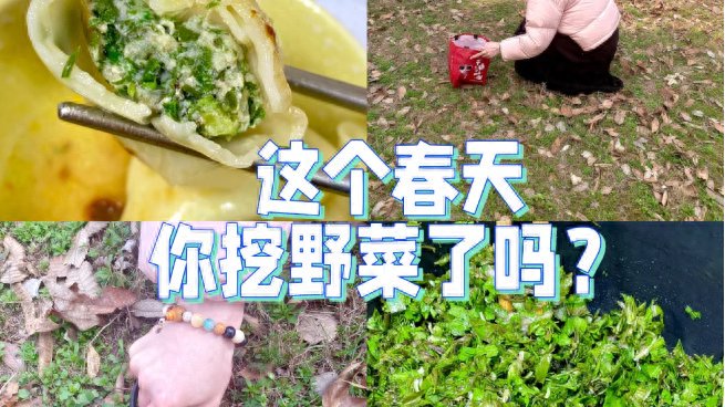 这些不起眼的野菜，藏了一整个春天的鲜！再不吃就要明年见了……