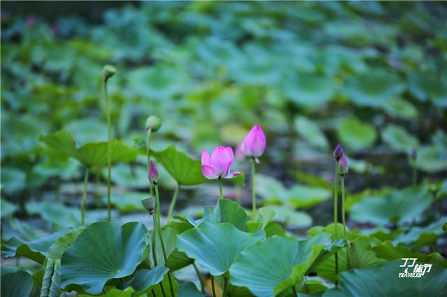 北方夏日旅游好地方，距北京1个多小时的唐山，带给你一份清凉