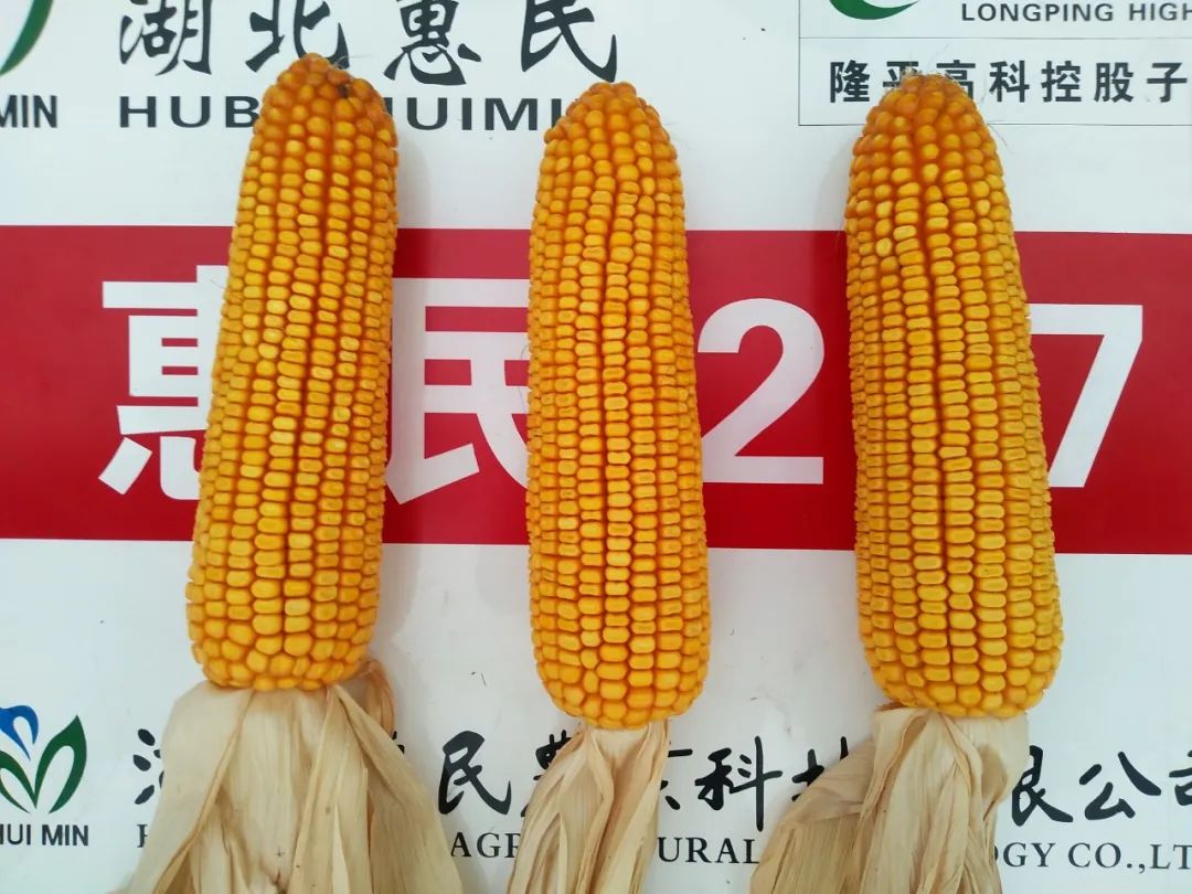 鼎优919玉米品种简介,登海3206玉米种子简介 品种简介这个玉米新品种就是惠民207,2018年东华北最新国审品种,审定