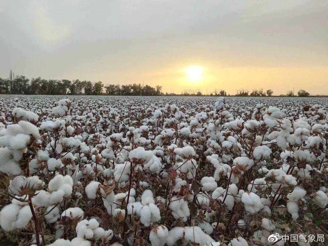 新疆棉花为什么重要|棉花|新疆棉花_新浪新闻