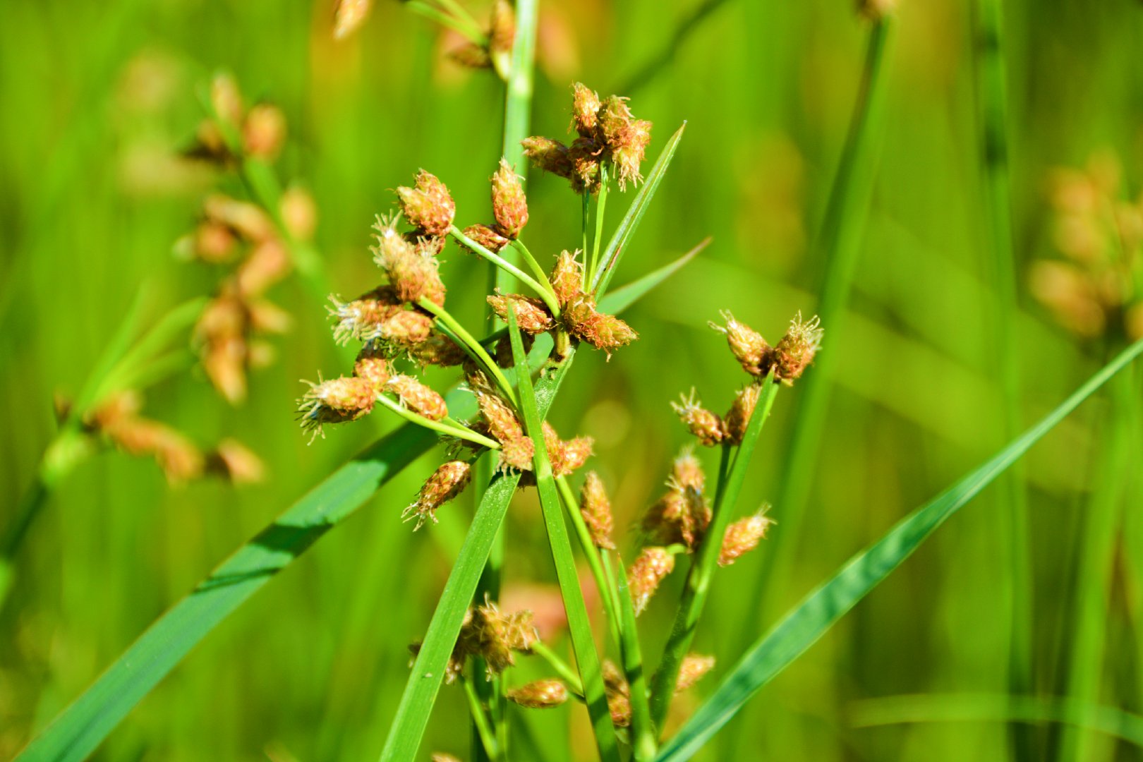 三棱刺刀为何被禁用 56式军刺杀伤力真相