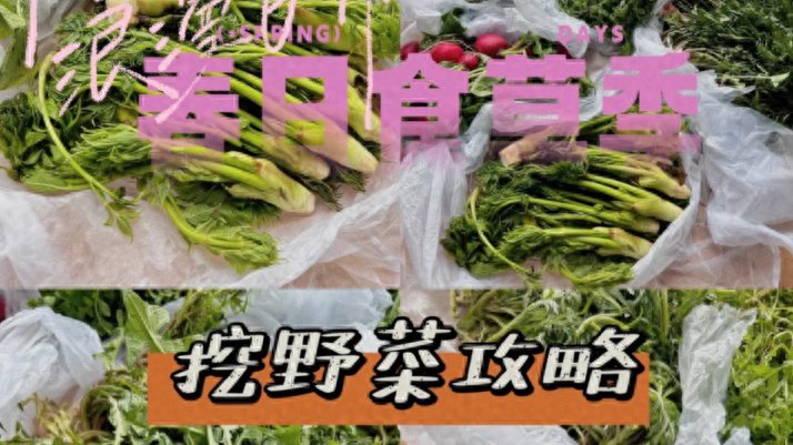 排名前10的春季野菜，附做法吃法，这个排名你服不服？