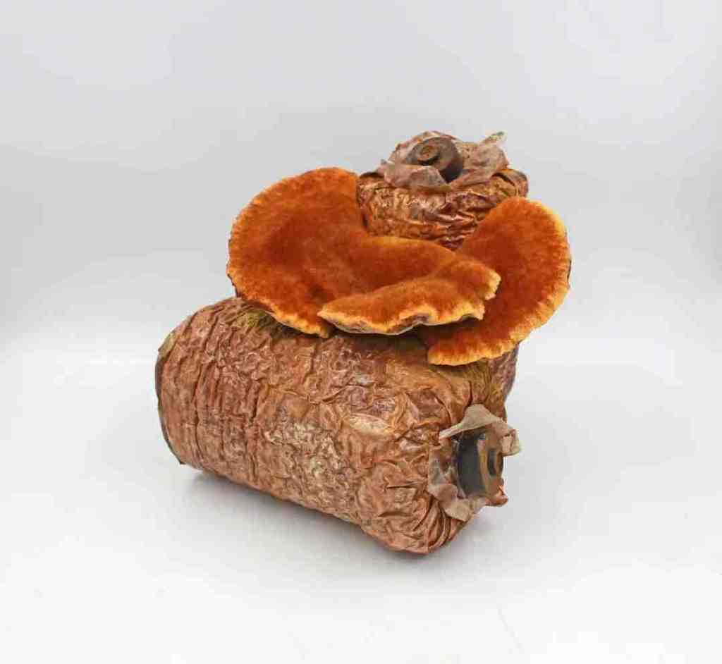 聊城的“养生江湖”,谁才是那个天花板!?休闲区蓝鸢梦想 - Www.slyday.coM 聊城的“养生江湖”,谁才是那个天花板!?休闲区蓝鸢梦想 - Www.slyday.coM