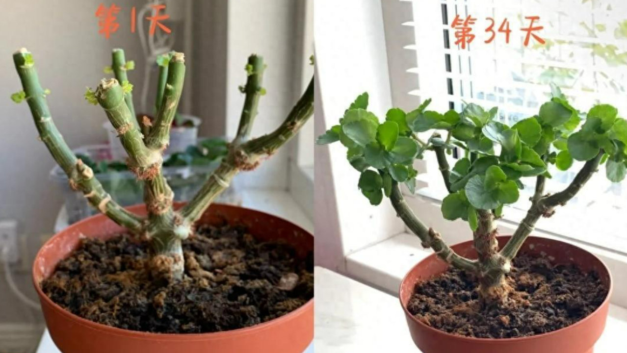 4种花“养残了”，赶紧“剃光头”，剃得越狠，长得越旺