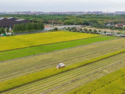 富氢水灌溉,松江稻米新品种喜获丰收 富氢水灌溉,松江稻米新品种喜获丰收