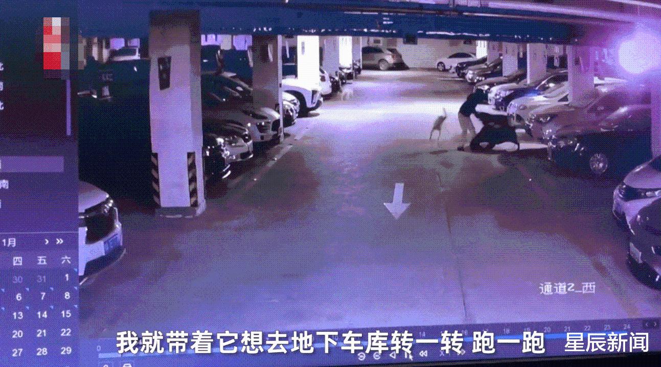 女子遛6只大型犬不拴绳,致一只小狗被咬死,小狗主人:曾多次扑人休闲区蓝鸢梦想 - Www.slyday.coM 女子遛6只大型犬不拴绳,致一只小狗被咬死,小狗主人:曾多次扑人休闲区蓝鸢梦想 - Www.slyday.coM
