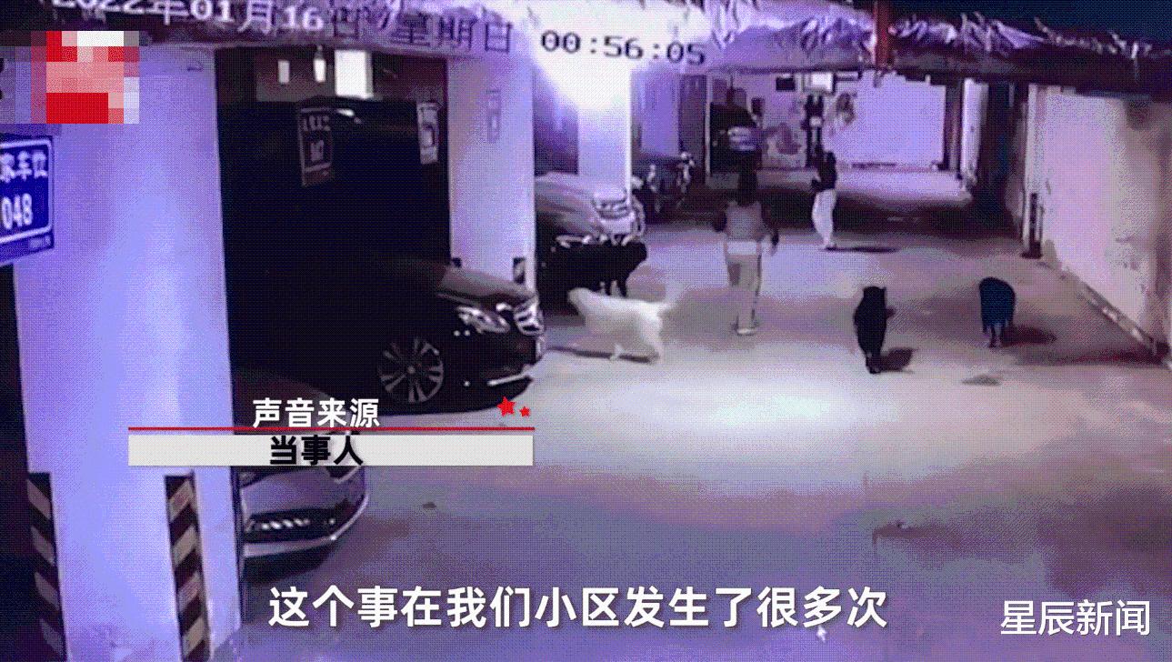 女子遛6只大型犬不拴绳,致一只小狗被咬死,小狗主人:曾多次扑人休闲区蓝鸢梦想 - Www.slyday.coM 女子遛6只大型犬不拴绳,致一只小狗被咬死,小狗主人:曾多次扑人休闲区蓝鸢梦想 - Www.slyday.coM