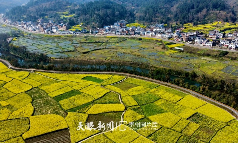 3月7日,鸟瞰平塘县平舟镇京舟村油菜花大坝.