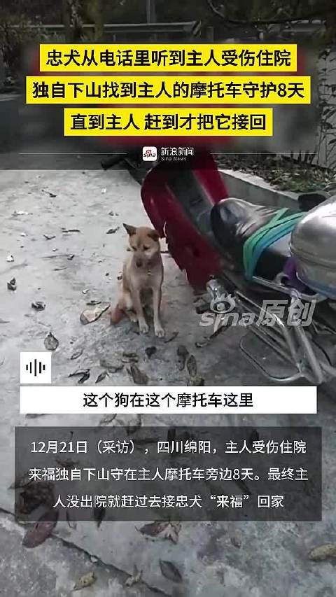 忠犬闻主人受伤住院，下山守护摩托车8天