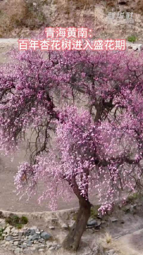 青海黄南：百年杏花树进入盛花期