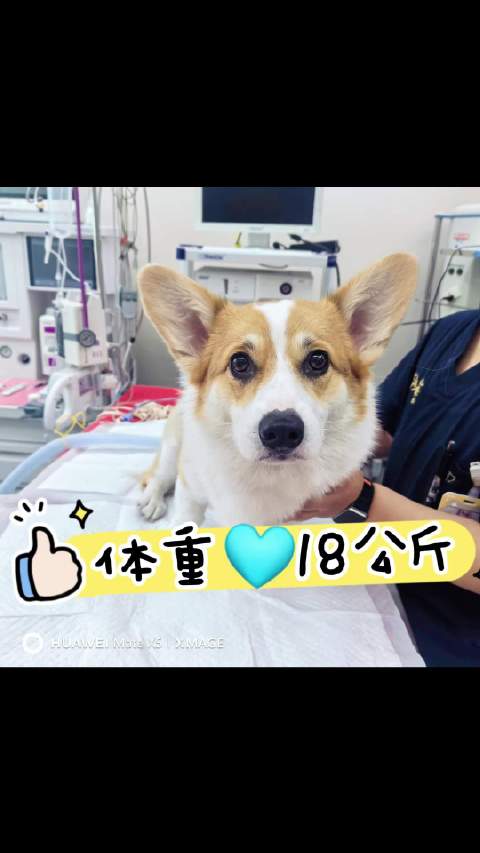 18公斤柯基犬韧带断裂，35分钟TPLO手术成功修复