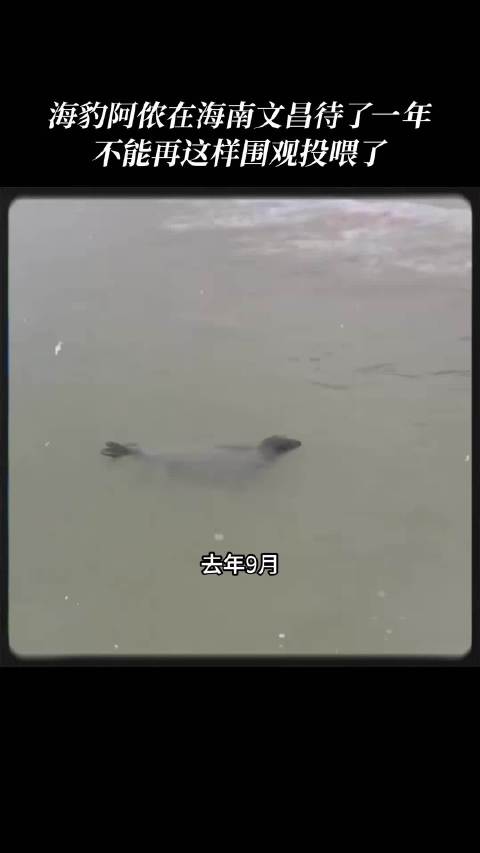 海豹阿侬在海南文昌待了一年 不能再这样围观投喂了