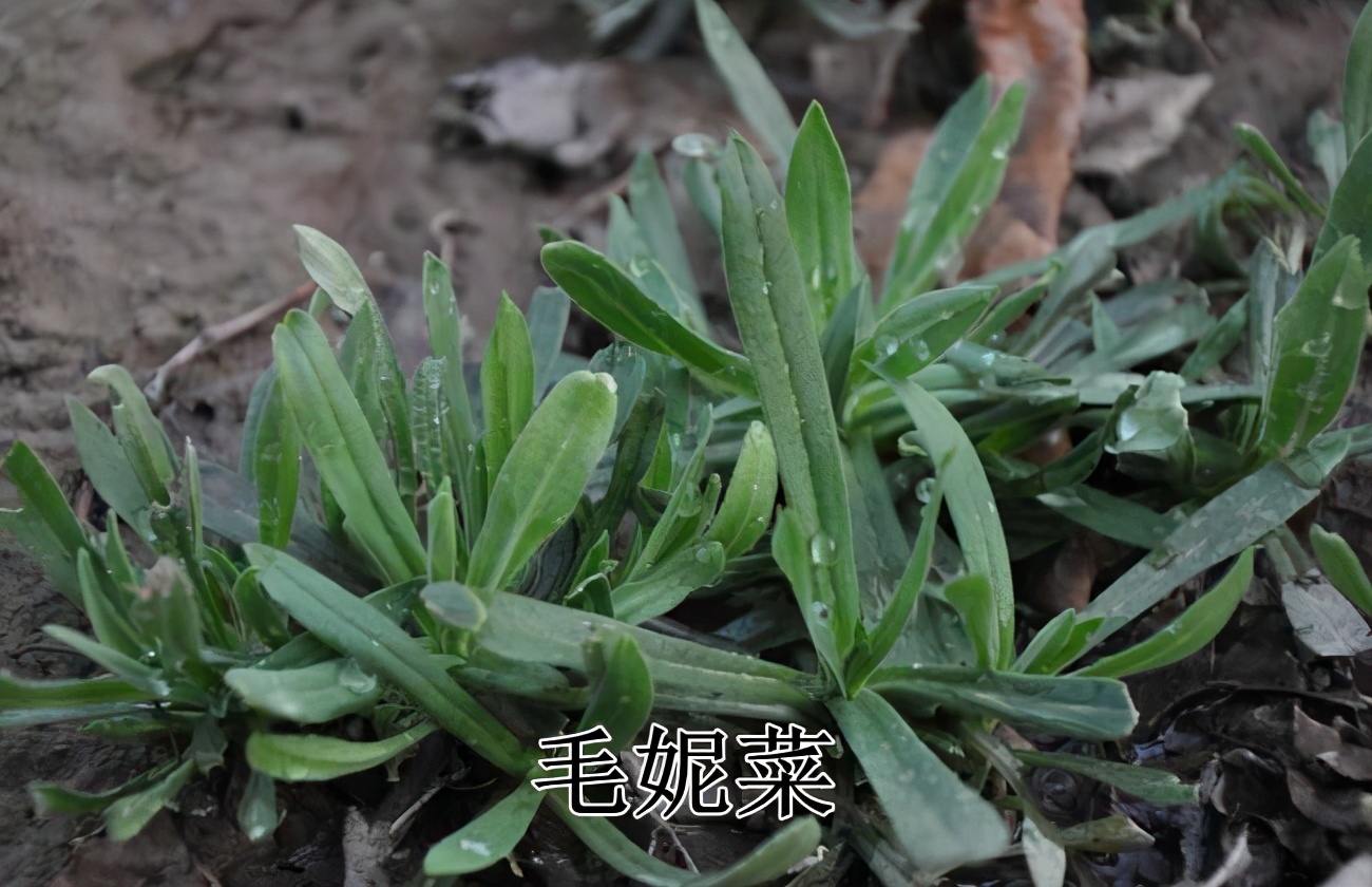 春天4对"双胞胎"野菜,很多人傻傻的分不清楚,你认识几种?