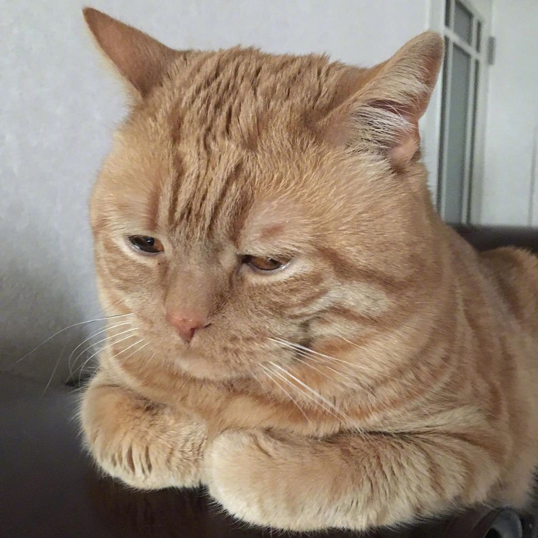 橘猫alan委屈的小表情像极了每天不想上班的我