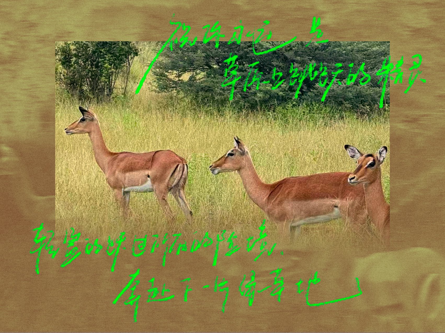 黄轩生日获老板赠旷野来信写真