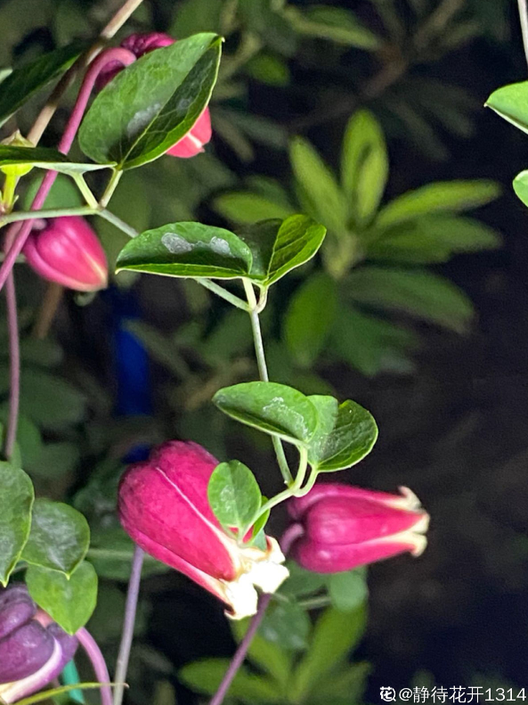 铁线莲里的“小铃铛”,名叫“铃铛铁”,开花可爱,皮实好养 铁线莲里的“小铃铛”,名叫“铃铛铁”,开花可爱,皮实好养