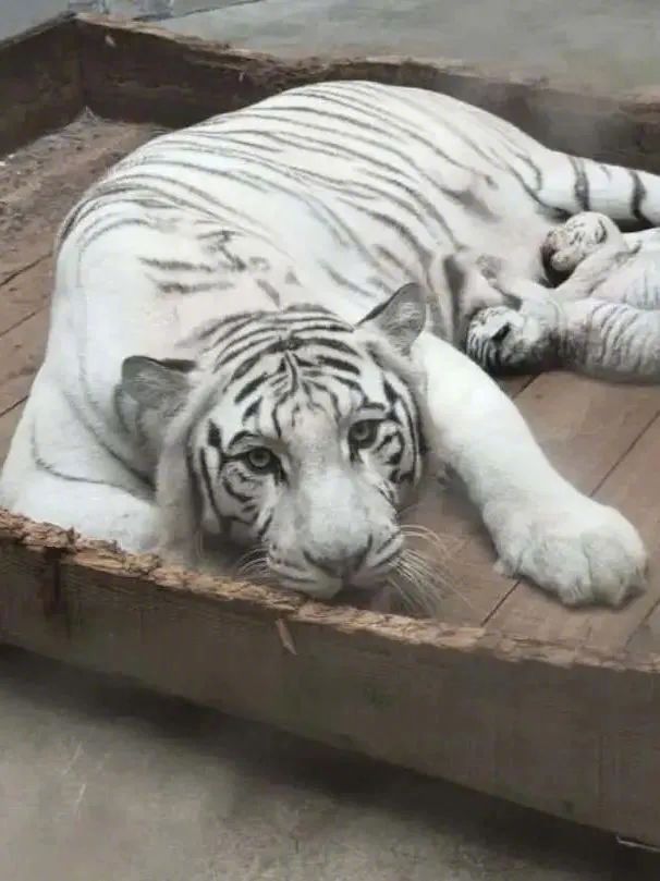 藏在迷雾森林里的“童话木屋”,小心精灵出没!休闲区蓝鸢梦想 - Www.slyday.coM 藏在迷雾森林里的“童话木屋”,小心精灵出没!休闲区蓝鸢梦想 - Www.slyday.coM