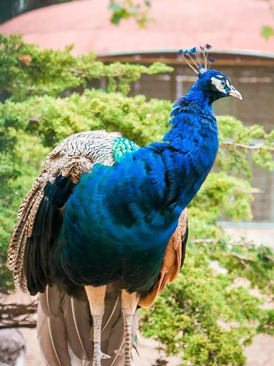 藏在迷雾森林里的“童话木屋”,小心精灵出没!休闲区蓝鸢梦想 - Www.slyday.coM 藏在迷雾森林里的“童话木屋”,小心精灵出没!休闲区蓝鸢梦想 - Www.slyday.coM